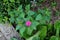 Top view of Marvel of Peru or Mirabilis jalapa herb plant with open and closed tubular pink flowers and egg shaped oblong leaves