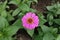 Top view of mauvish pink flower of Zinnia