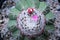 Top view of melocactus flower and seed socket on cephalium