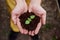 Top view. Mens hands holding the soil with little plant in the middle