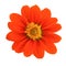 Top view of Mexican sunflower