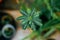 Top view of a Mimosa plant with sensible green leaves on an isolated background