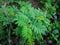 Top view of Mimosa pudica, sensitive plant,sleepy plant or the touch-me-not tree