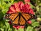 Top View of Monarch Butterfly on Red Zinnia