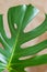 Top view of Monstera Delicacy. Close-up of green fresh leaves on a beige background. Home plant care concept, urban jungle,