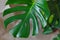 Top view of Monstera Delicacy. Close-up of green fresh leaves on a beige background. Home plant care concept, urban jungle,