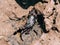 Top view of a mud crab with a patterned shell on a muddy coast