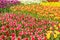 Top view Multi-colored tulips in hitachi seaside park