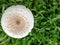 Top view Mushroom heads on the grass