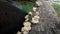 Top view of mushrooms growing on the bark of dead trees against a blurred background