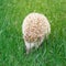 Top view native hedgehog foraging on green grass background in Texas, America