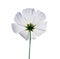 Top view nature cosmos flowers white petal or mexican aster   blooming with reflection from the sun and green stem isolated on