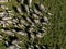 Top view of nellore cattle herd on green pasture