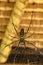 Top view of Nephila pilipes or golden orb-web spider. Giant Banana Spider is waiting for his prey on his net. Macro closeup of