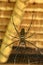 Top view of Nephila pilipes or golden orb-web spider. Giant Banana Spider is waiting for his prey on his net. Macro closeup of