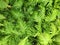 Top view of Nephrolepis exaltata or Boston Ferns - leaf green background