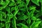 Top view nettle leaves close-up. Natural green grass nature background