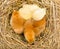 Top view of newborn chickens in hay nest