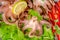 Top view of octopus served with sliced avocado, lettuce, red pep