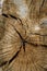 Top view of old cut logs, cut wood. Wood stump. Texture of timber. Macro