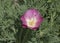 Top View of an Open Magenta California Poppy Cultivar