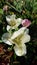 Top view of opened petals of white tulip blossoms closeup on blurred background of flowerbed. White tulips with yellow pistil