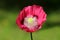 Top view of Opium poppy or Papaver somniferum annual flowering plant with open blooming red flower and green center made of