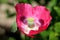 Top view of Opium poppy or Papaver somniferum plant with open red flower and green center made of rounded capsule and radiating