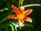 Top view of an orange lily. Flowers of garden daylily on a flowerbed. Natural background for design