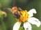 Top View of Oriental Honeybee (Apis Cerana) on The Flower