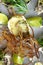 Top view oysters baked with cheese and lime close up. Italian cuisine with seafood. Food composition for restaurant menu