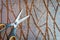 Top view of a pair of scissors kept on a textured brown table. Copy space provided