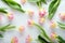 Top view pale pink tulips with yellow tinge on white background