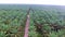 Top View of Palm Oil Plantation - Aerial - Moving Toward Plantation