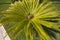 Top view of the palm tree. Background of radial stems and green leaves