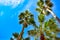 Top view of palm trees on lightblue sky background in St. Pete Beach.