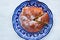 Top view of pan de muertos on a traditional talavera dish, typical sweet bread from Mexico