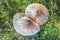 Top view of parasol mushrooms Lepiota Procera or Macrolepiota Procera in the grass