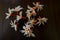 Top view of parijata flowers group isolated on brown table