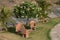 Top view of a park with sitting benches Rudraksha Champa or plumeria tree