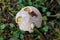 Top view of partially eaten small hairy grey and white mushroom with rounded top growing in family house backyard