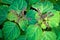 Top view of patchouli plant flowering