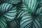 Top view pattern leaf layers of Calathea orbifolia plant. Home gardening house plant decorate and abstract background concept