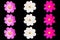 Top view, Pattern set three cosmos flower violet and white color flower blossom blooming isolated on black background for stock