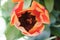 Top view peach /orange tulip