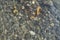 Top view of pebbles river bed through clear water