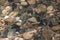 Top view of pebbles river bed through clear water