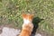 Top view of Pembroke Welsh Corgi puppy standing on green grass at spring sinny day. Herding dog, house dog background.