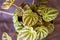Top view of Peperomia houseplant, green plant in the room