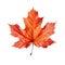 Top view perfect orange maple leaf isolated on cutout PNG transparent background
